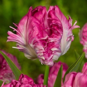 Тюльпан махровый Кул Кристал купить по цене от 400р. в интернет-магазине «Посадика» с доставкой почтой в в Янауле и по всей России – [изображение №1].