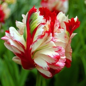 Тюльпан Эстелла Рижнвельд купить по цене от 500р. в интернет-магазине «Посадика» с доставкой почтой в в Янауле и по всей России – [изображение №1].