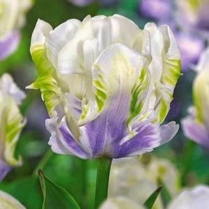 Тюльпан Уайт Лизарт купить по цене от 360р. в интернет-магазине «Посадика» с доставкой почтой в в Янауле и по всей России – [изображение №1].