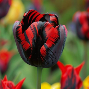 Тюльпан Блэк Перрот купить по цене от 351р. в интернет-магазине «Посадика» с доставкой почтой в в Янауле и по всей России – [изображение №1].