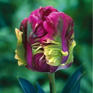 Тюльпан Экзотик Хэвен купить по цене от 186р. в интернет-магазине «Посадика» с доставкой почтой в в Янауле и по всей России – [изображение №1].