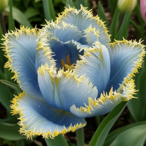 Тюльпан Махровый Амплуа купить по цене от 199р. в интернет-магазине «Посадика» с доставкой почтой в в Янауле и по всей России – [изображение №1].