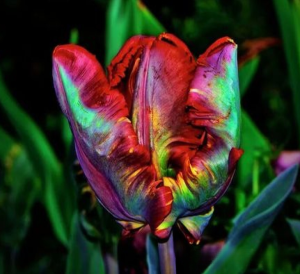 Тюльпан Эирпрайз купить по цене от 270р. в интернет-магазине «Посадика» с доставкой почтой в в Янауле и по всей России – [изображение №1].