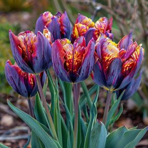 Тюльпан Опал Дрим купить по цене от 207р. в интернет-магазине «Посадика» с доставкой почтой в в Янауле и по всей России – [изображение №1].