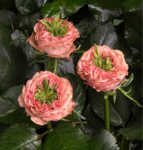 Роза Амбер Инчант купить по цене от 495р. в интернет-магазине «Посадика» с доставкой почтой в в Янауле и по всей России – [изображение №1].