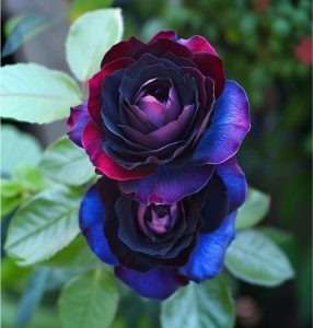 Роза Скарлет Рэвери купить по цене от 489р. в интернет-магазине «Посадика» с доставкой почтой в в Янауле и по всей России – [изображение №1].