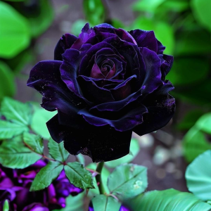 Роза Блэк Пантер купить по цене от 319р. в интернет-магазине «Посадика» с доставкой почтой в в Янауле и по всей России – [изображение №1].