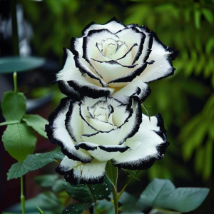 Роза Силк Ивин купить по цене от 319р. в интернет-магазине «Посадика» с доставкой почтой в в Янауле и по всей России – [изображение №1].