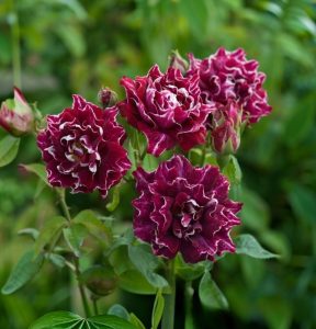 Роза Опаловый Пейзаж купить по цене от 490р. в интернет-магазине «Посадика» с доставкой почтой в в Янауле и по всей России – [изображение №1].