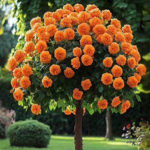 Роза Солнечный Шарм купить по цене от 349р. в интернет-магазине «Посадика» с доставкой почтой в в Янауле и по всей России – [изображение №1].