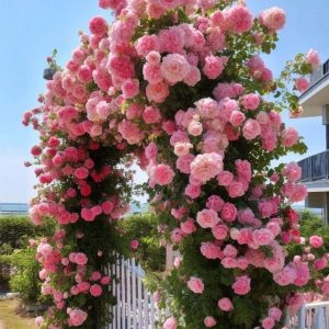 Роза Пастель Розе купить по цене от 605р. в интернет-магазине «Посадика» с доставкой почтой в в Янауле и по всей России – [изображение №1].