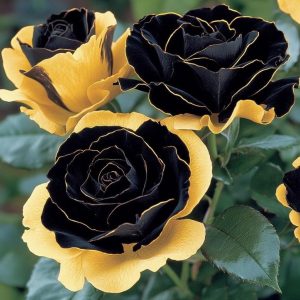 Роза Ханни Сикл купить по цене от 700р. в интернет-магазине «Посадика» с доставкой почтой в в Янауле и по всей России – [изображение №1].