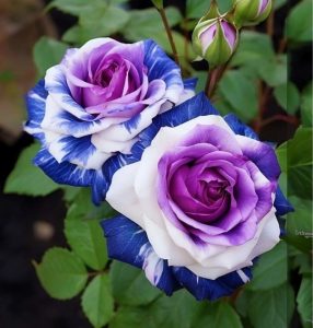 Роза Айвори Каскад купить по цене от 420р. в интернет-магазине «Посадика» с доставкой почтой в в Янауле и по всей России – [изображение №1].