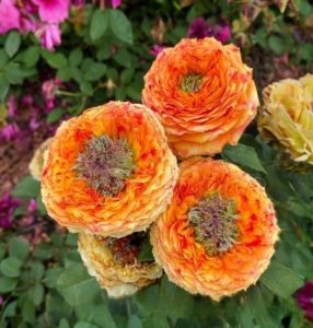 Роза Золотой Мираж купить по цене от 420р. в интернет-магазине «Посадика» с доставкой почтой в в Янауле и по всей России – [изображение №1].