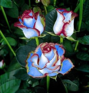 Роза Сафайер Пэтл купить по цене от 450р. в интернет-магазине «Посадика» с доставкой почтой в в Янауле и по всей России – [изображение №1].