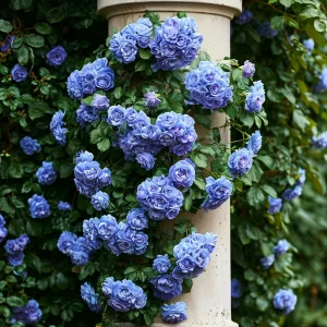 Роза плетистая Блю Перпл купить по цене от 540р. в интернет-магазине «Посадика» с доставкой почтой в в Янауле и по всей России – [изображение №1].